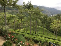 Thee plantages