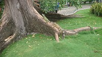 Land leguanen in Parque Bolivar - Guayaquil.