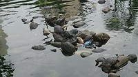 Schildpadden in Parque Bolivar - Guayaquil.
