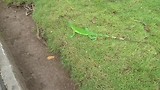 Leguanen in parque Bolivar - Guayaquil.