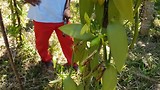 Vanille Plantage