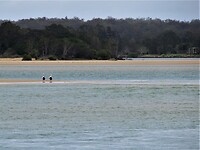 Na het ontbijt wandelen langs het strand van de camping in Nambucca Heads.