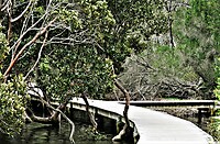 Mangrove langs de rand van het meer in Merimbula.