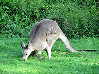Kangaroo onderweg terug naar Genoa.