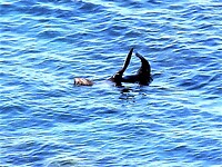 Orka in zicht bij de view point.
