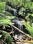 "Fern Tree Falls walk" in Mount Buangor State Park.