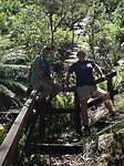 "Fern Tree Falls walk" in Mount Buangor State Park.