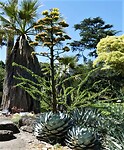 Botanische Tuin in Melbourne.