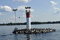 Een lichtmast vol met vogels tijdens de boottocht op Saint Lawrence rivier.