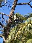 IMG_6375