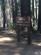 Tuolomne Grove