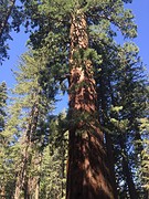 Giant sequoia