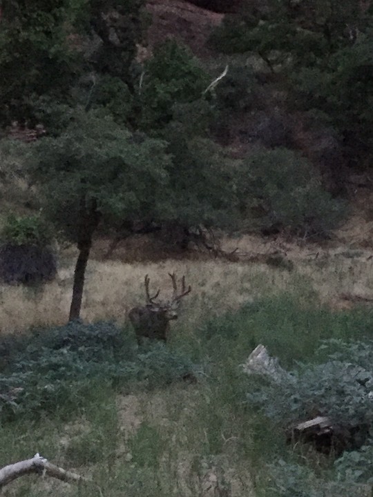Mule Deer