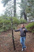 Is dit nu de grootste boom??