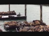 De zeeleeuwen bij pier 39