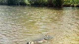 swamp and Bayou