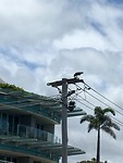 Visarend die zijn vangst eet op electriciteitspaal
