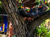 Papagaaien in de boom, Brisbane