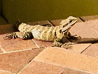 Een salamander voor de deur, Brisbane
