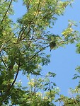 Een wevervogel in zijn nest