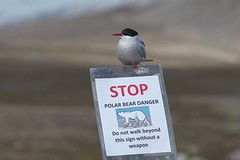 Wij doen alleen maar aan foto's schieten!