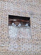 De vogels nemen de boel over!