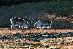 Oefenen voor later