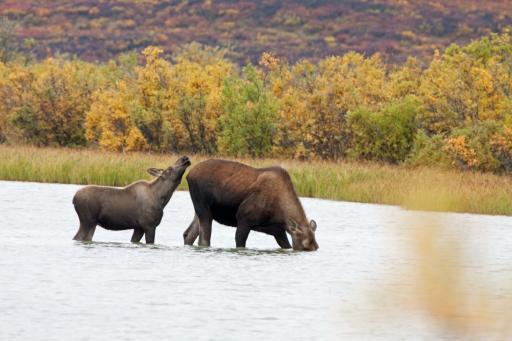 Zelfde Moose met jong