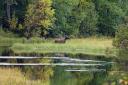 Moose in de achtertuin!