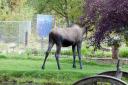 Zelfde Moose