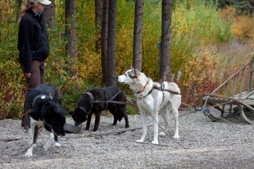 Huskey demonstratie