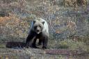 Grizzly