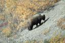 Grizzly