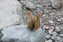 Wildlife!