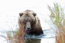 Grizzly