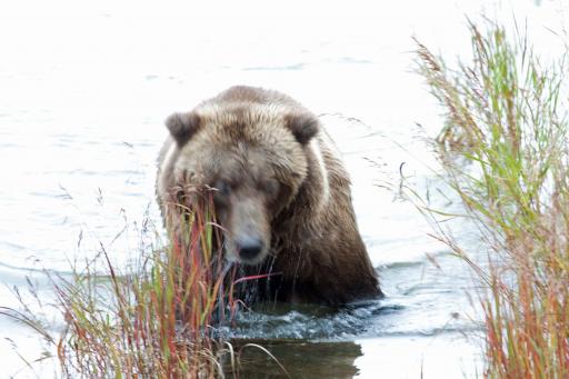 Grizzly