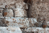 2. Athene