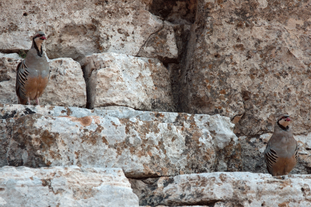 2. Athene