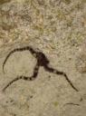DSC01606 octopus-550