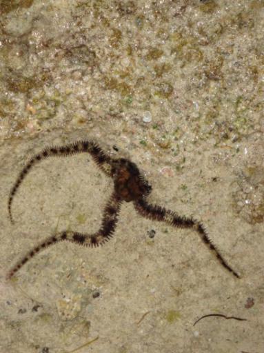 DSC01606 octopus-550