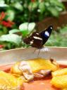 DSC01762 Butterfly Garden-550