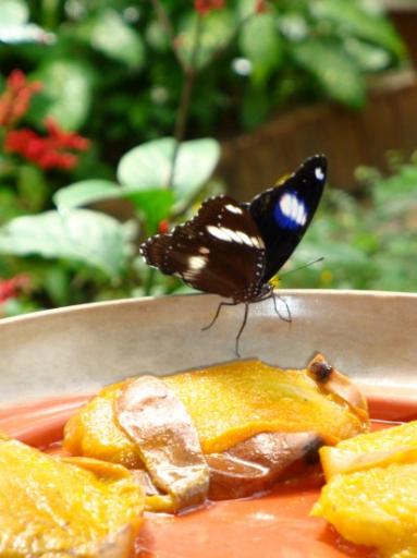 DSC01762 Butterfly Garden-550