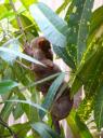 DSC01772 Tarsier-550