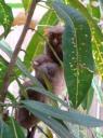 DSC01775 Tarsier-550