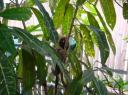 DSC01777 Tarsier-550