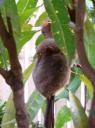 DSC01778 Tarsier-550