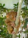 DSC01780 Tarsier-550