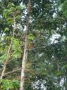 DSC01998 Kinabatangan rivier-550