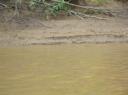 DSC02009 Kinabatangan rivier krokodil-550
