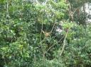 DSC02012 Kinabatangan rivier-550